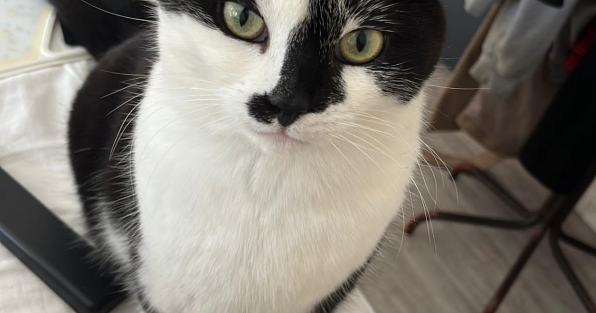 Heb jij Truffel gezien? Dit huisdier wordt in Noordoostpolder vermist
