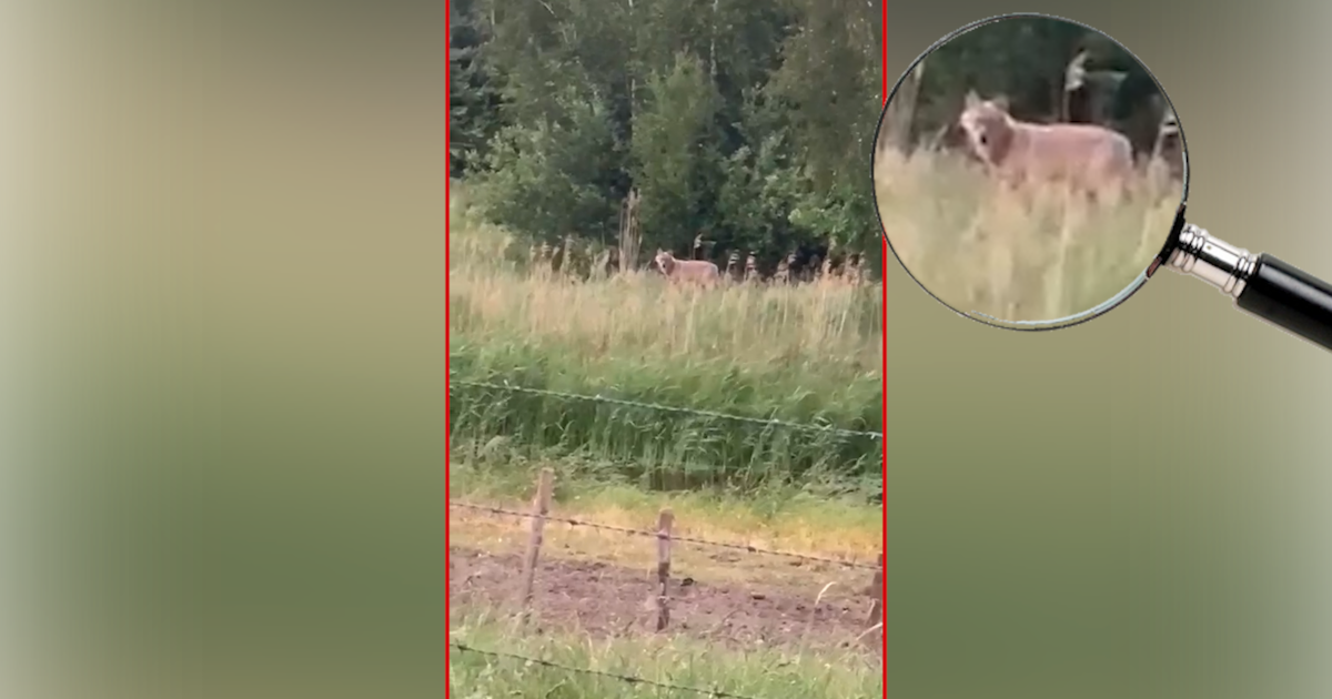 Wolf in Brabant doodt nog eens drie schapen. ‘Het is wachten totdat-ie een kind aanvalt’