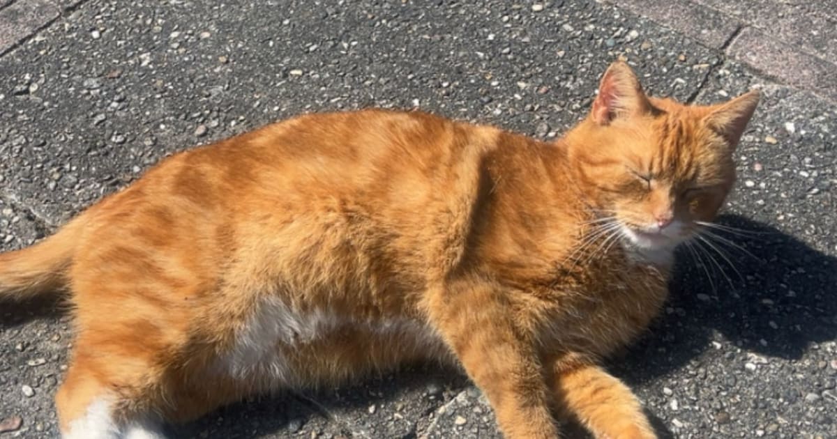 Heb jij Mûs of Boefke gezien? Deze twee huisdieren worden in Achtkarspelen vermist