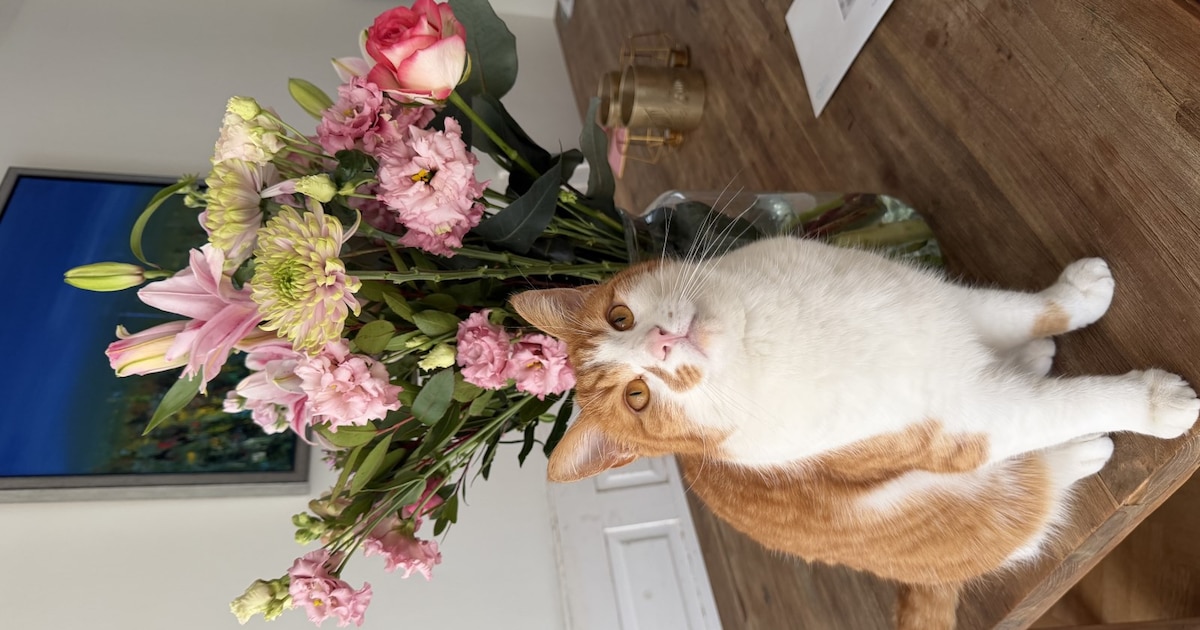 Heb jij Maan, Coco of Stitch gezien? Deze drie huisdieren worden in Bloemendaal vermist
