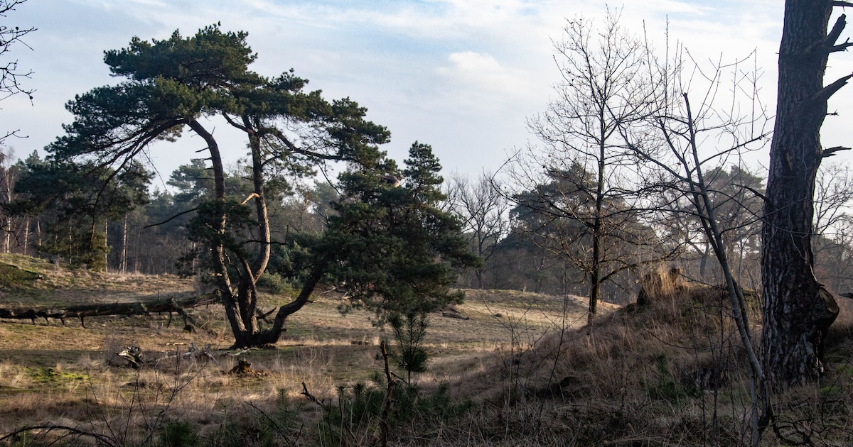 Wandeling door Oostappense bossen in Ommel