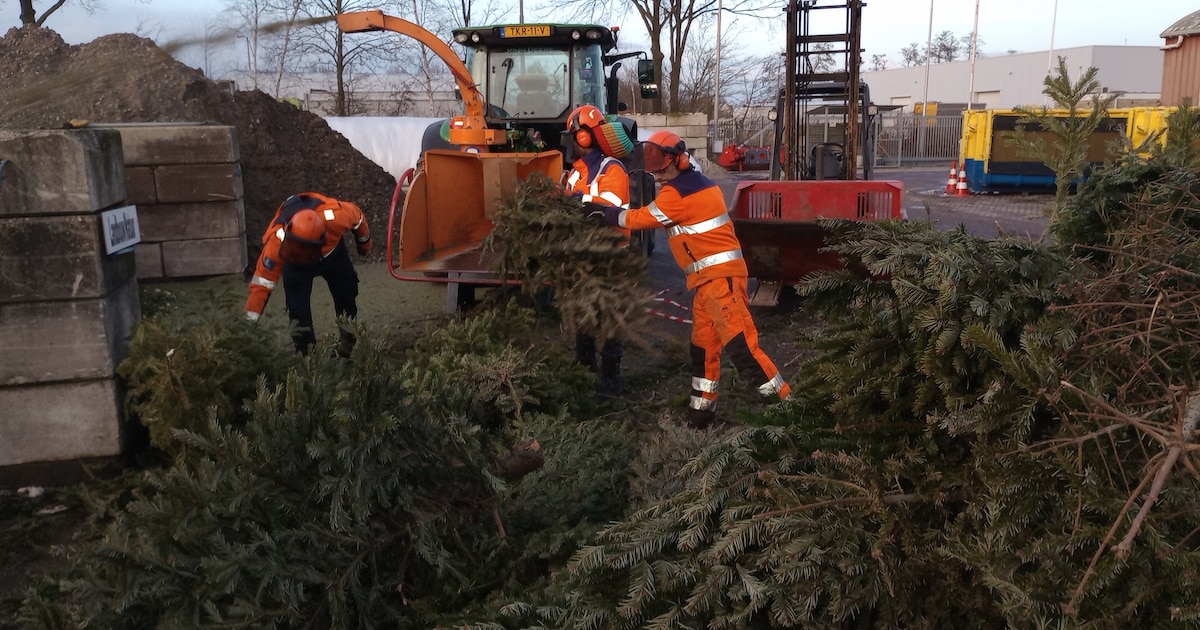 Kinderen brengen 5.000 kerstbomen naar verzamelpunten in de gemeente Leeuwarden