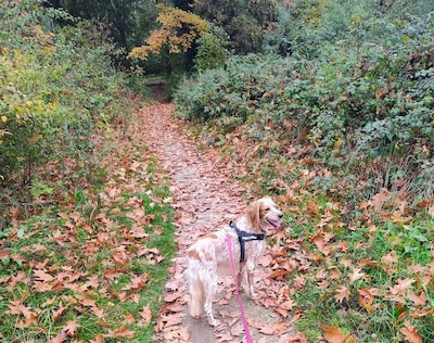 Van paddenstoelen tot pompoenen: dit zijn jullie herfstfoto's uit Eindhoven