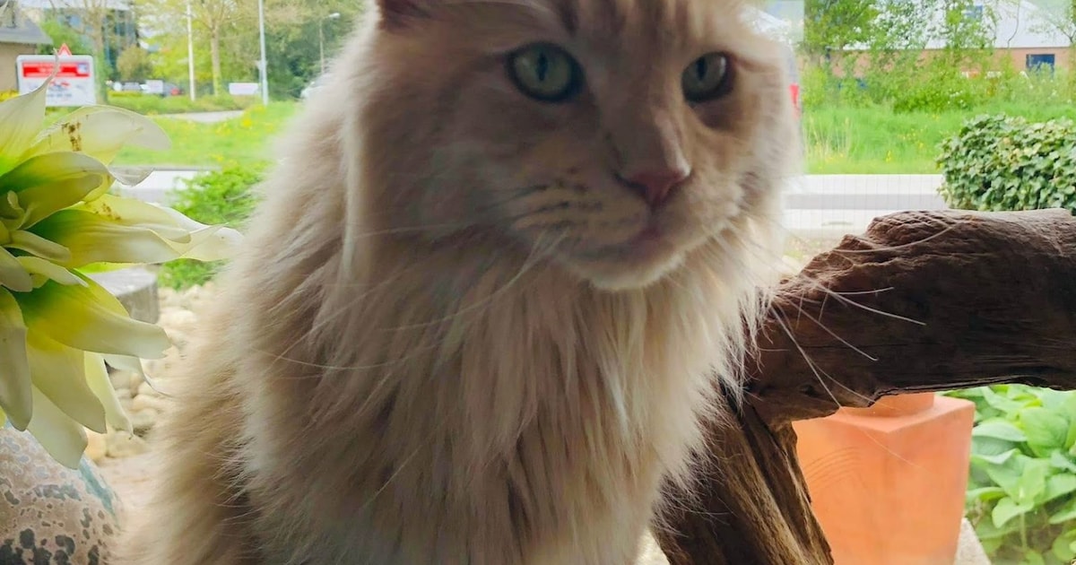 Heb jij Billy gezien? Dit huisdier wordt in Opmeer vermist