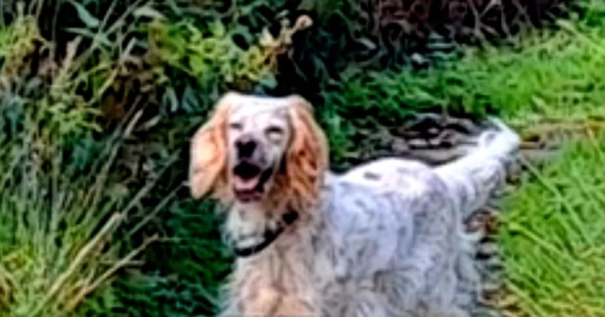 Heb jij King of Orka gezien? Deze twee huisdieren worden in Baarn vermist