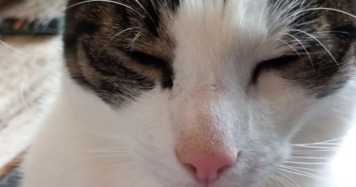 Heb jij Rocket of Chapi gezien? Deze twee huisdieren worden in Coevorden vermist