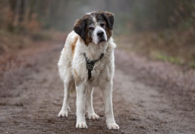 Asieldier in het zonnetje: bejaarde Omie zoekt haar laatste thuis
