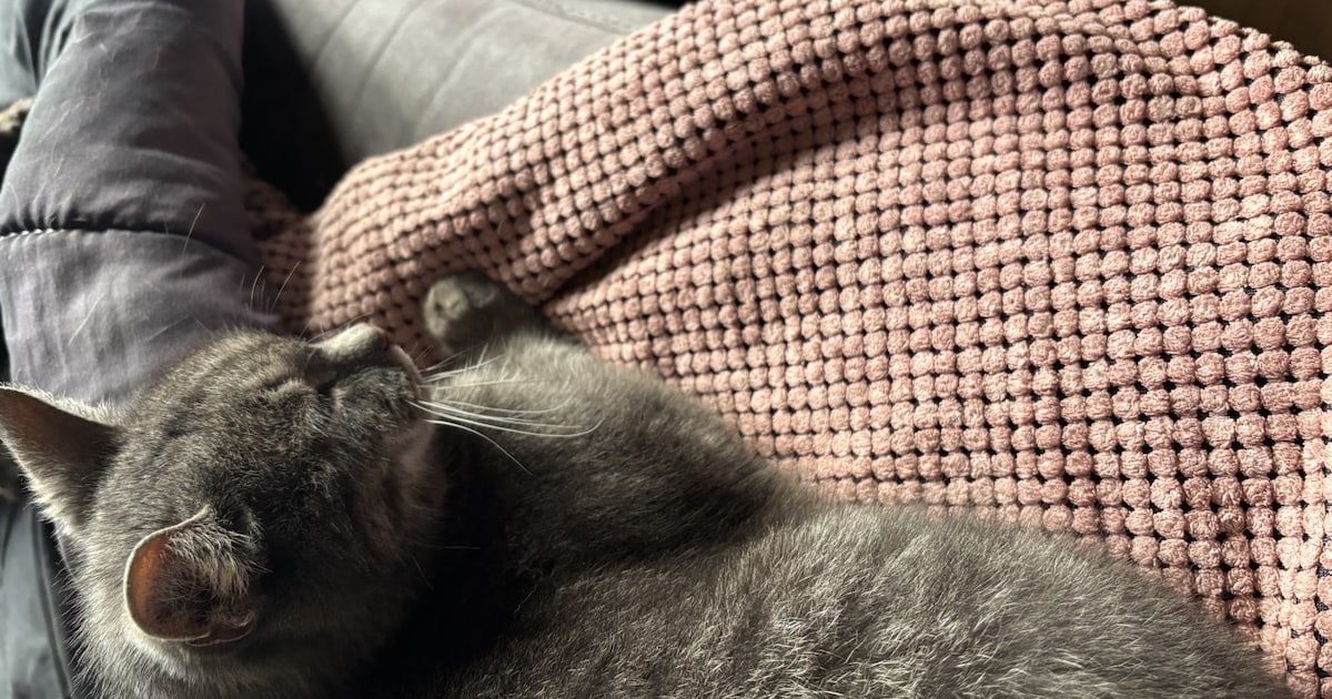 Heb jij Tijgertje gezien? Dit huisdier wordt in Lingewaard vermist