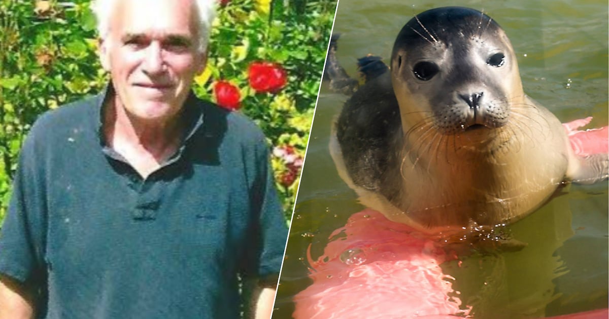 Joost (84) ziet ‘zielige’ zeehondenpup op strand en neemt hem mee naar huis: ‘Ik moest wel’