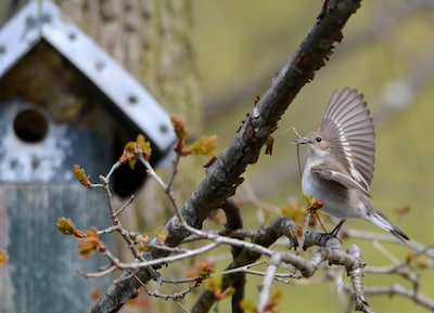 Victorie van de vliegenvanger begon met het sigarenkistje van pionier Twents natuuronderzoek