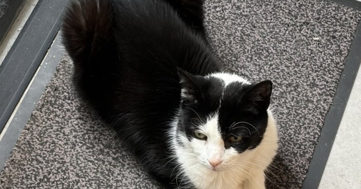 Heb jij Sorayah of Goreng gezien? Deze twee huisdieren worden in Sliedrecht vermist