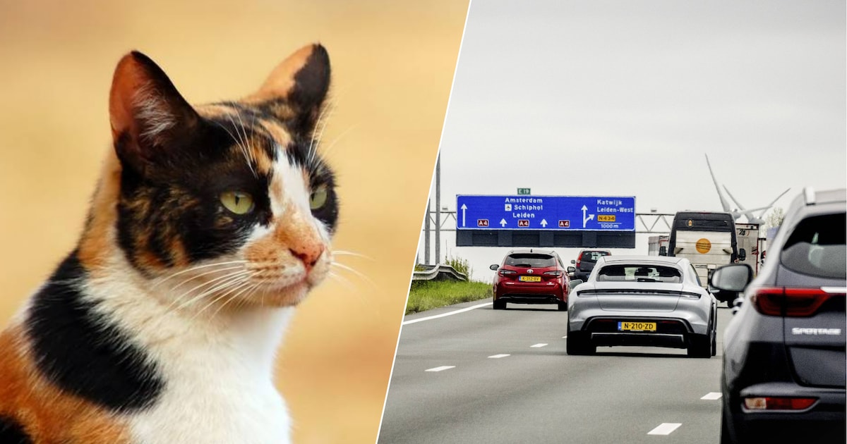 Kat rent over A4 bij Roelofarendsveen en verstopt zich in middenberm: rijstrook in beide richtingen 