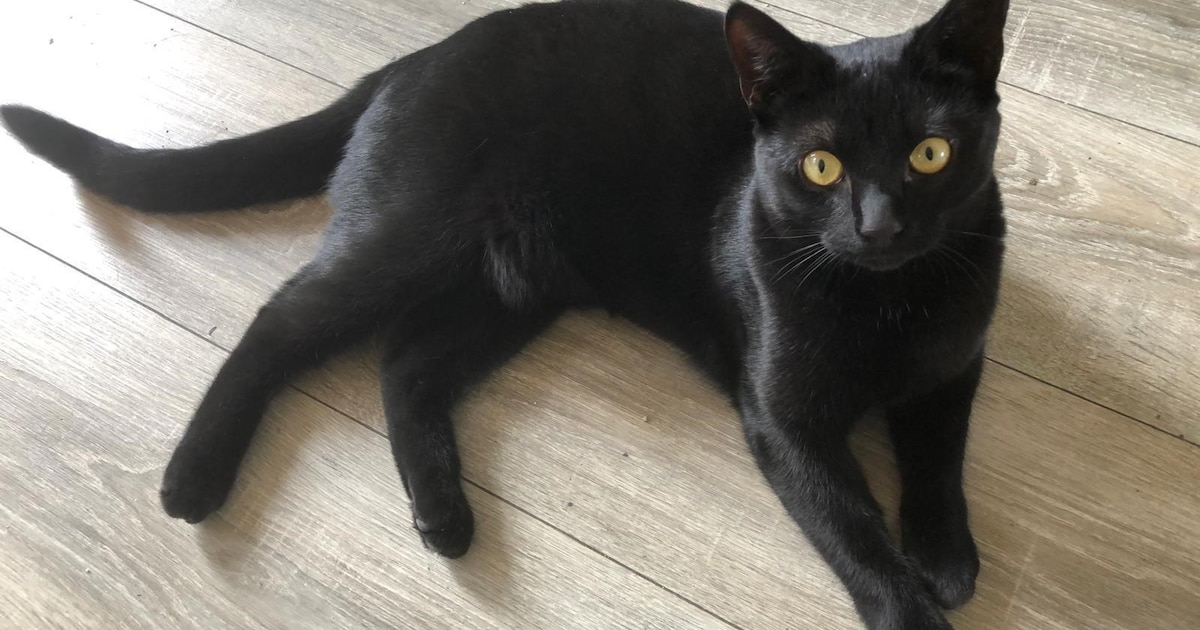 Heb jij Ruthie gezien? Dit huisdier wordt in Schagen vermist