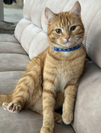 Heb jij Tijger, Roxy of Noa gezien? Deze drie huisdieren worden in Oldenzaal vermist