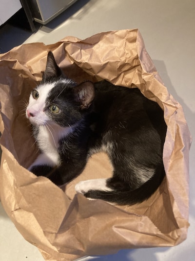 Heb jij Max, Missy Lola of Koki gezien? Deze zes huisdieren worden in Woerden vermist
