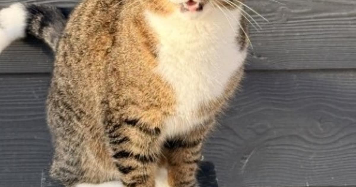 Heb jij Peppie gezien? Dit huisdier wordt in Renswoude vermist