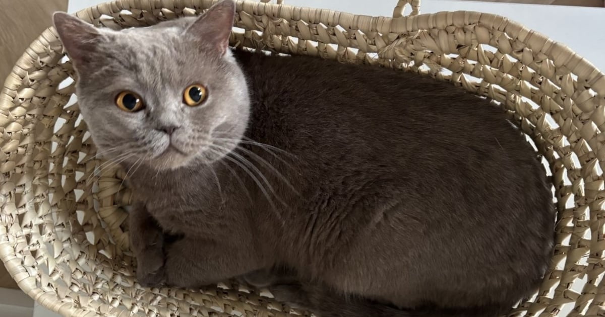 Heb jij Balou gezien? Dit huisdier wordt in Leiderdorp vermist