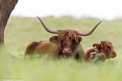 Natuurwandeling door uiterwaarden van Oosterhout
