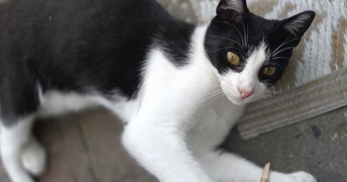 Heb jij Keedy, Keetje of Taco gezien? Deze vijf huisdieren worden in Vlissingen vermist
