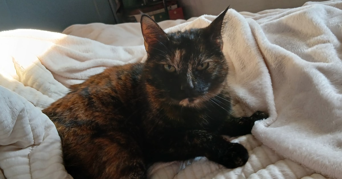 Heb jij Lola, Fireball of Billy gezien? Deze drie huisdieren worden in Vlissingen vermist