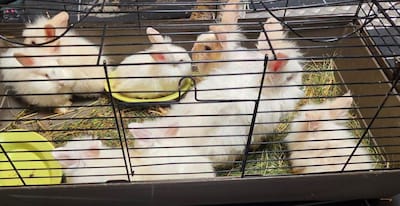 Rabbit family dumped in Haarlem: dirty, emaciated and matted