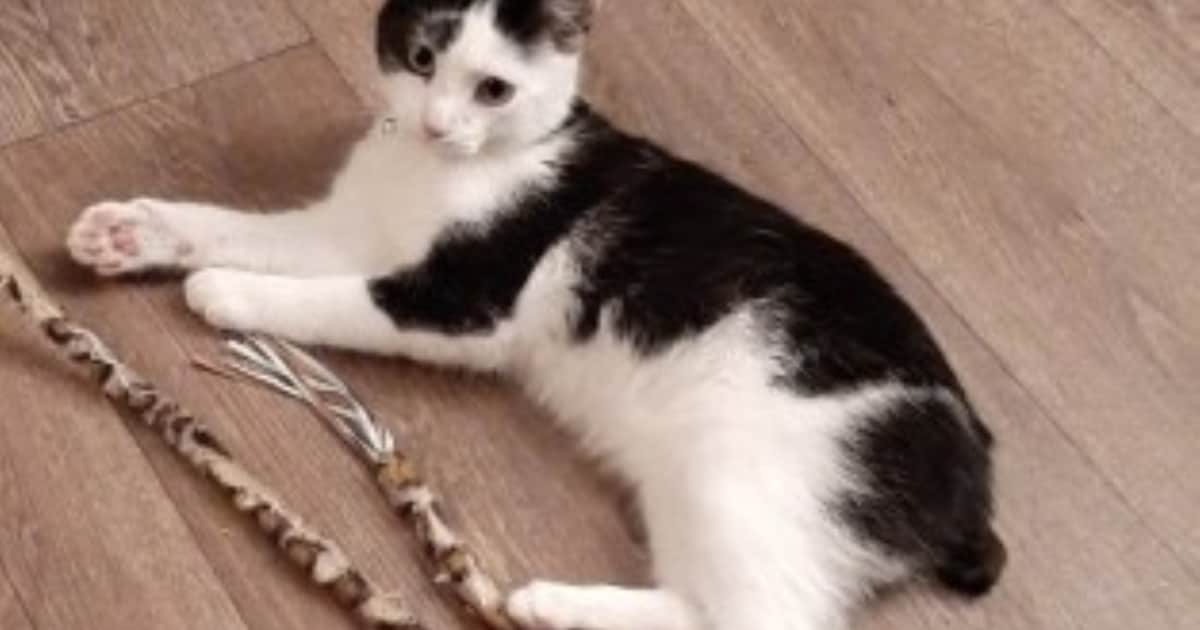 Heb jij Bobcat gezien? Dit huisdier wordt in Leudal vermist