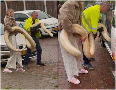 Gigantische tijgerpython uit huis overleden Enschedeër gehaald: ‘Grootste slang die we ooit kregen’