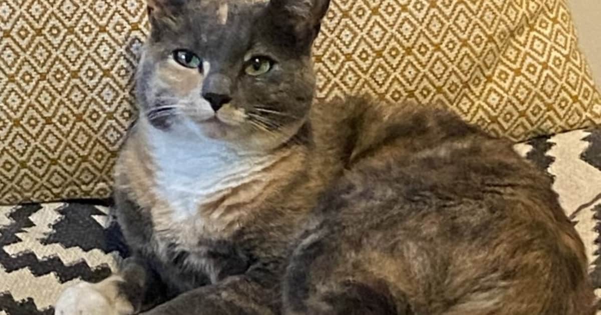 Heb jij Cleo of Mauwy gezien? Deze twee huisdieren worden in Sliedrecht vermist