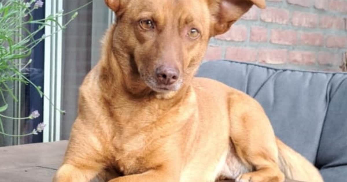 Heb jij Mila gezien? Dit huisdier wordt in Bergeijk vermist