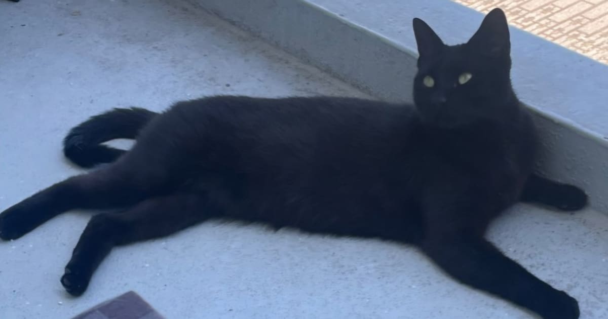 Heb jij Mindy, Sientje of Bella gezien? Deze zes huisdieren worden in Alkmaar vermist