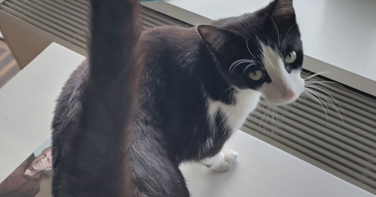 Heb jij Noah gezien? Dit huisdier wordt in Sliedrecht vermist