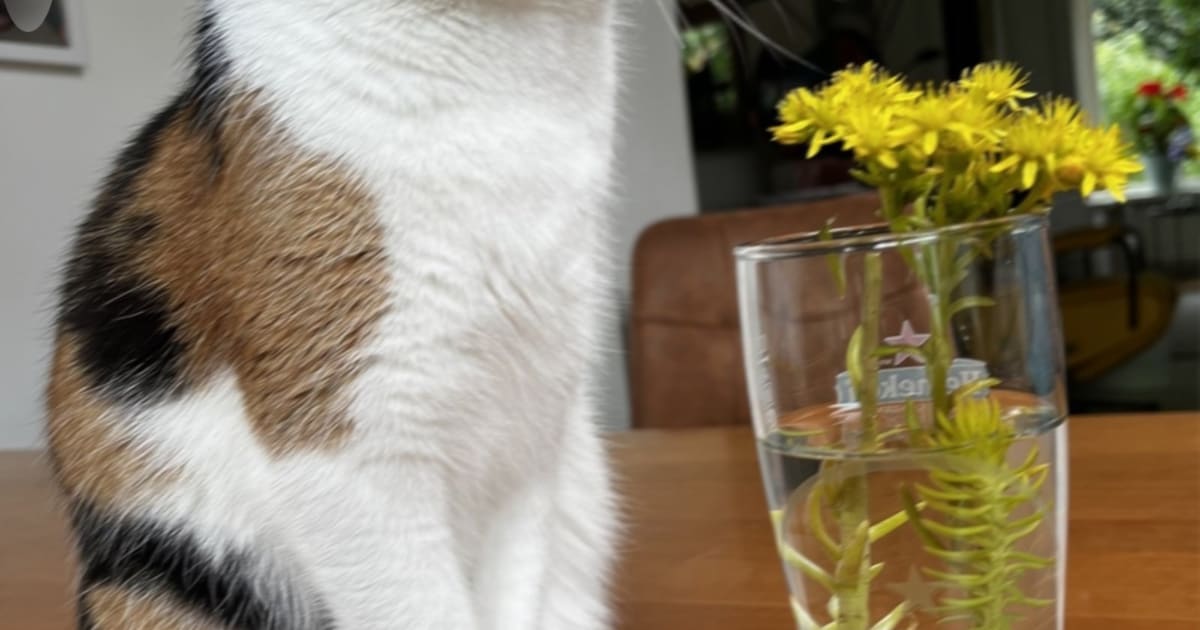 Heb jij Oly of Belle gezien? Deze twee huisdieren worden in Soest vermist