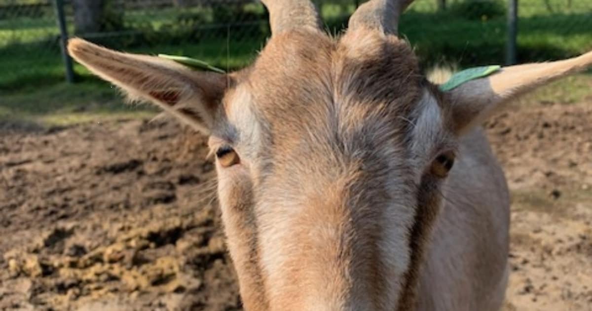 Heb jij Flapjack of Geit gezien? Deze twee huisdieren worden in Heusden vermist
