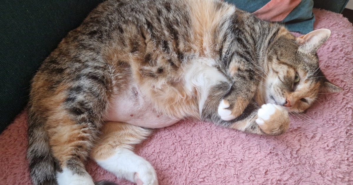 Heb jij Foxy of Minnie gezien? Deze twee huisdieren worden in Zeist vermist