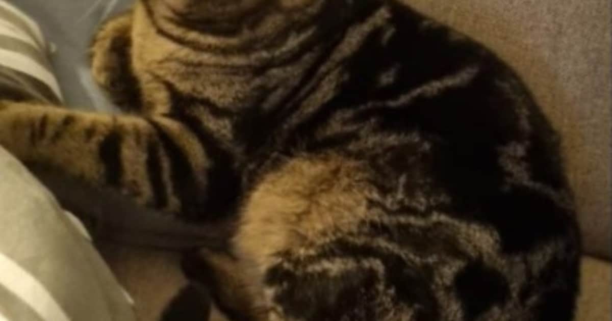 Heb jij Fay, Happy of Blues gezien? Deze drie huisdieren worden in Molenlanden vermist