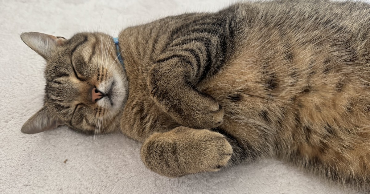 Heb jij Jackson gezien? Dit huisdier wordt in Leiderdorp vermist