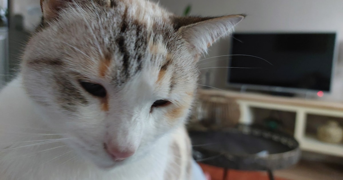 Heb jij Bella gezien? Dit huisdier wordt in Bloemendaal vermist