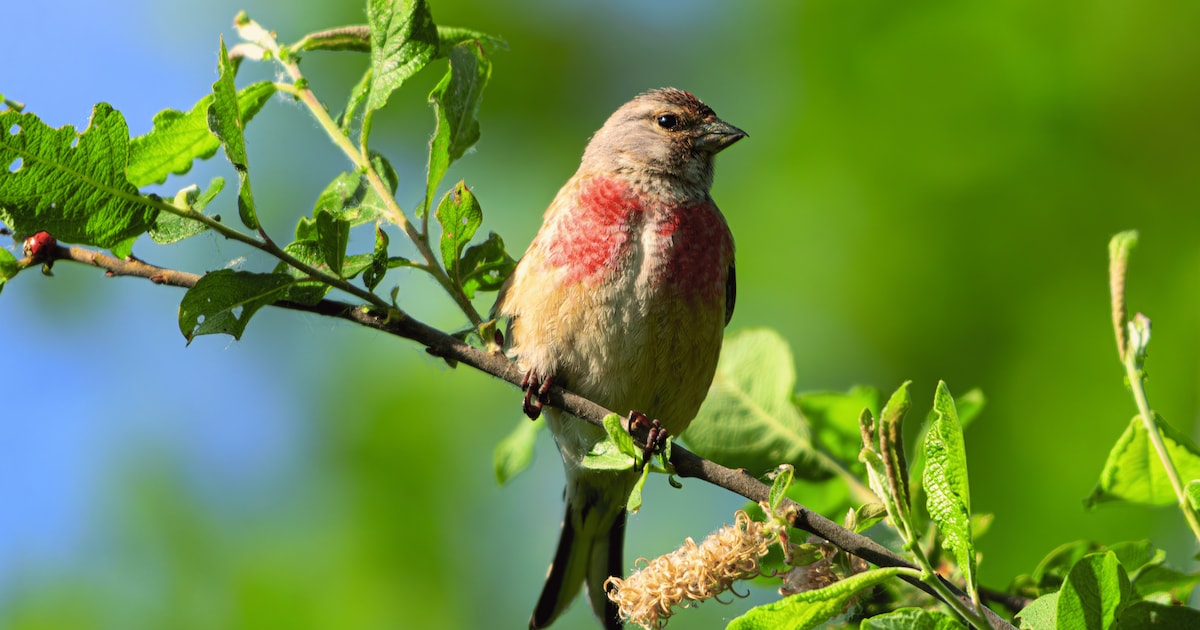 Meer natuur op erven in Hollands Kroon