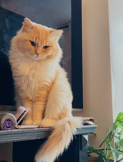 Have you seen Binkie, Kaya, or Frenkie? These 10 pets are missing in Haarlem