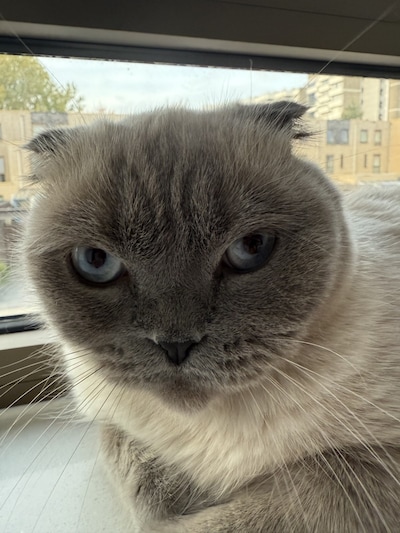 Heb jij Raja, Snoofy of Jip gezien? Deze 11 huisdieren worden in Rotterdam vermist