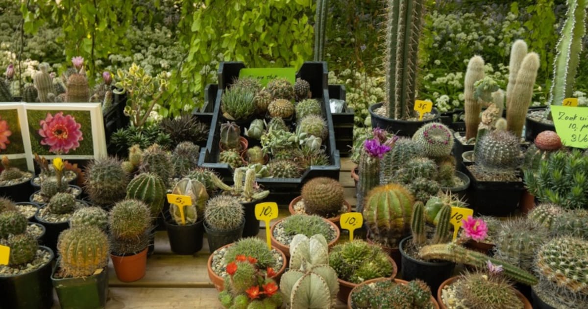Plantenmarkt Lionsclub op Jumboplein Zevenhuizen