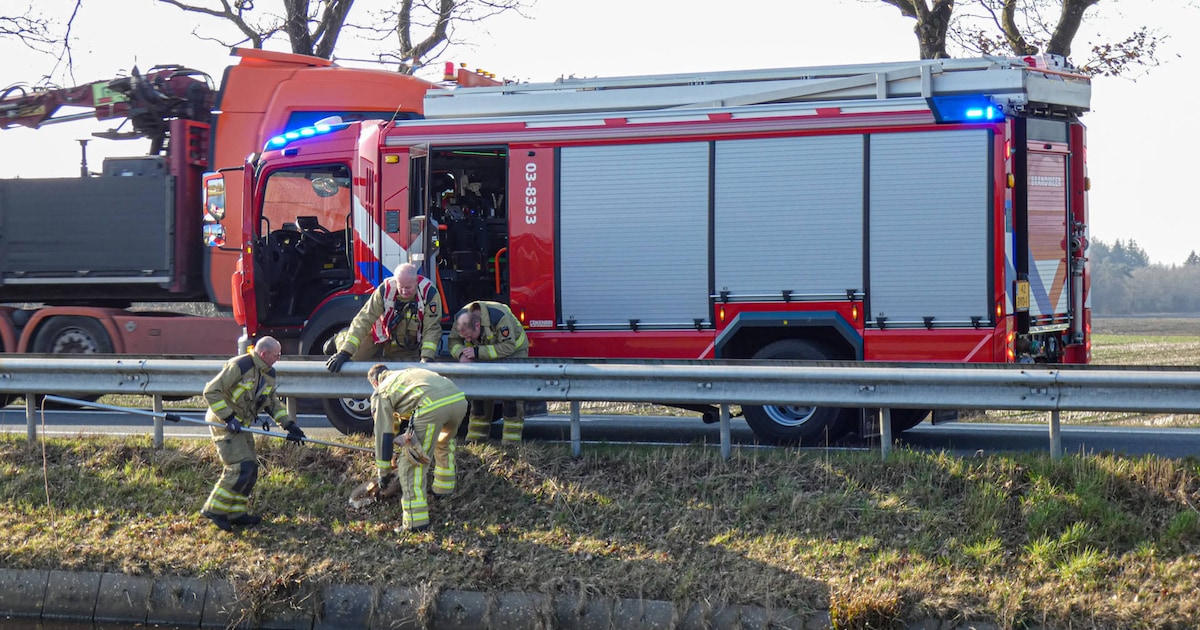 Ree ondanks reddingspoging uit water bij Hoogersmilde overleden