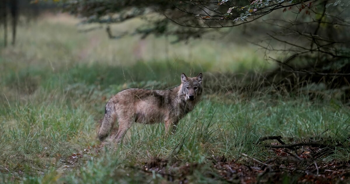 Aangereden wolf keert mogelijk terug naar Ermelo