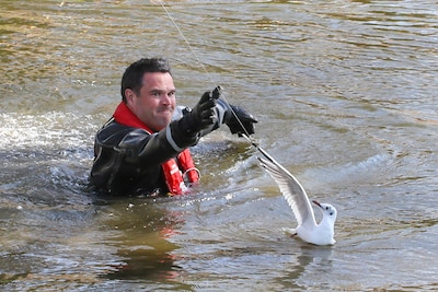 Brandweer redt verstrikte meeuw uit Nassauvijvers