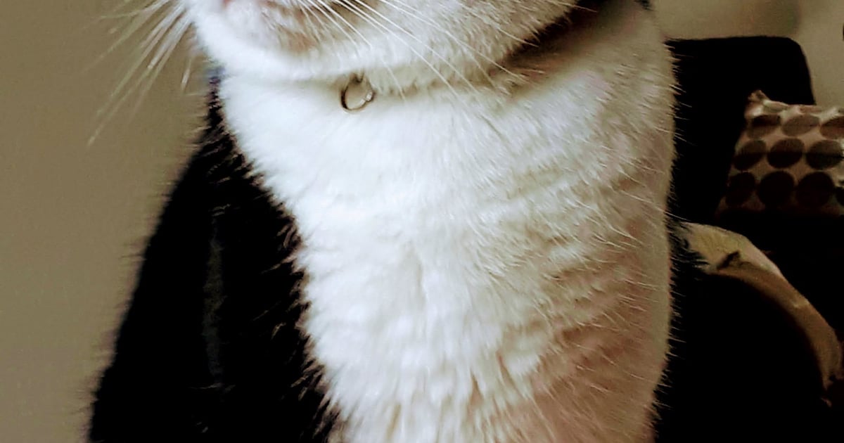 Heb jij Guusje gezien? Dit huisdier wordt in Hollands Kroon vermist