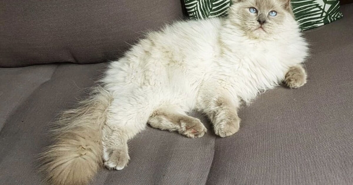 Heb jij Brommer gezien? Dit huisdier wordt in Heeze-Leende vermist