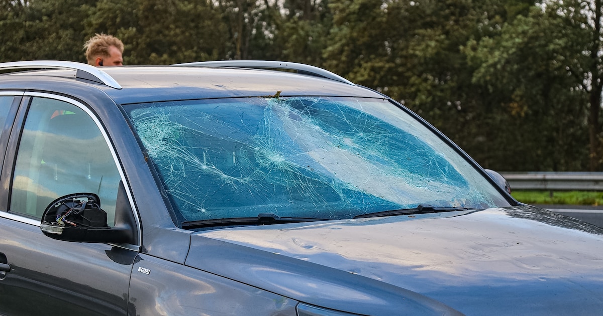 Omgewaaide boom valt op auto op A7 bij Midwolde, flinke schade aan voorruit