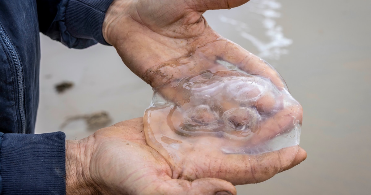 Wie is de grootste kwal van Zeeland? ‘Kijk om je heen als je het water in stapt’