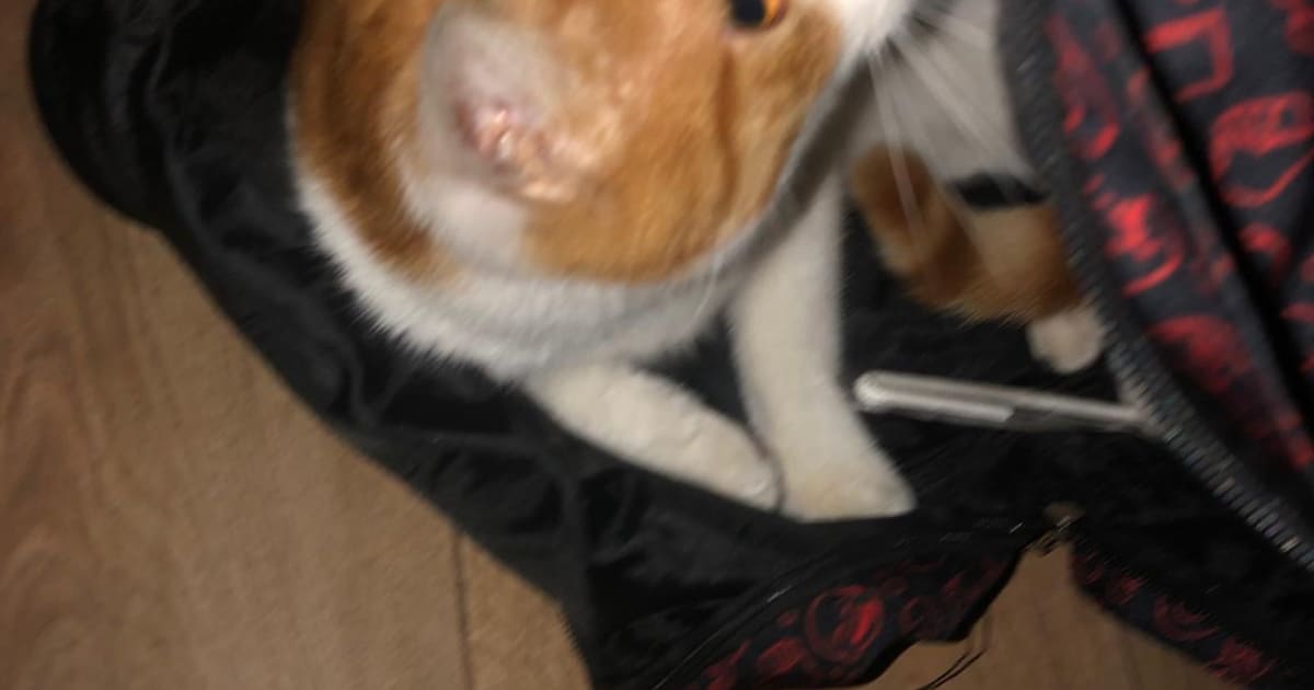 Heb jij Max, Ginger of Boe gezien? Deze vier huisdieren worden in Nieuwegein vermist