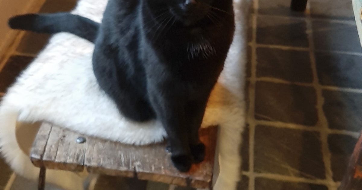 Heb jij Gizmo of Noortje gezien? Deze twee huisdieren worden in Ooststellingwerf vermist